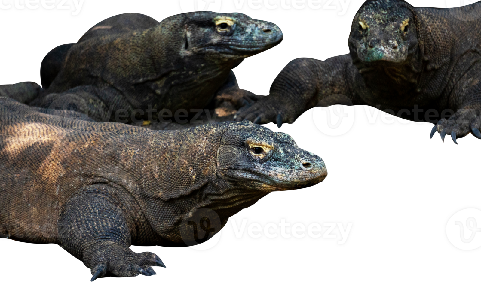 Pack Of Komodo Dragon Isolated 25005928 PNG pack-of-komodo-dragon-isolated-25005928-png