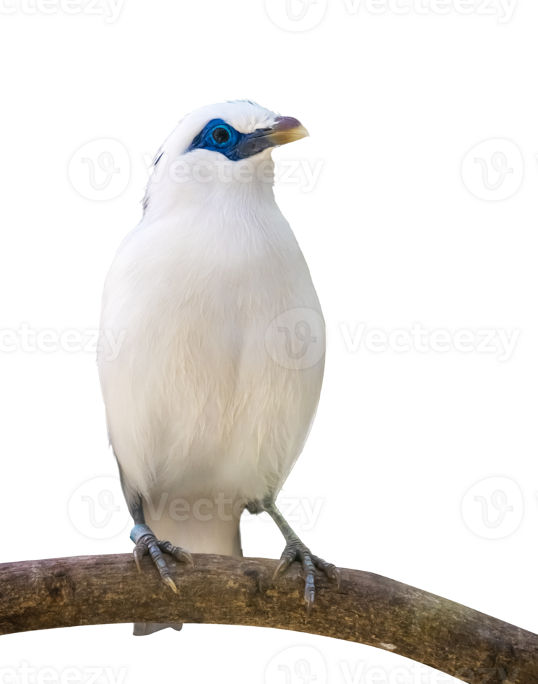 Weiß Star Vogel auf ein Ast png