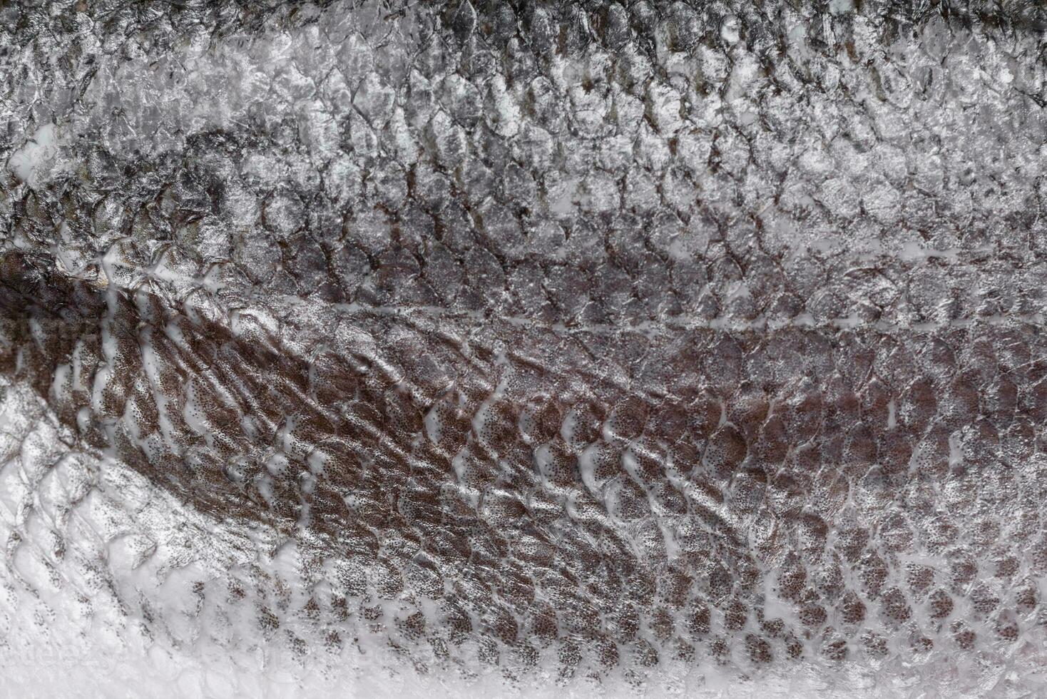 Raw sea bass fish fillet with salt, spices and herbs on a ceramic plate photo