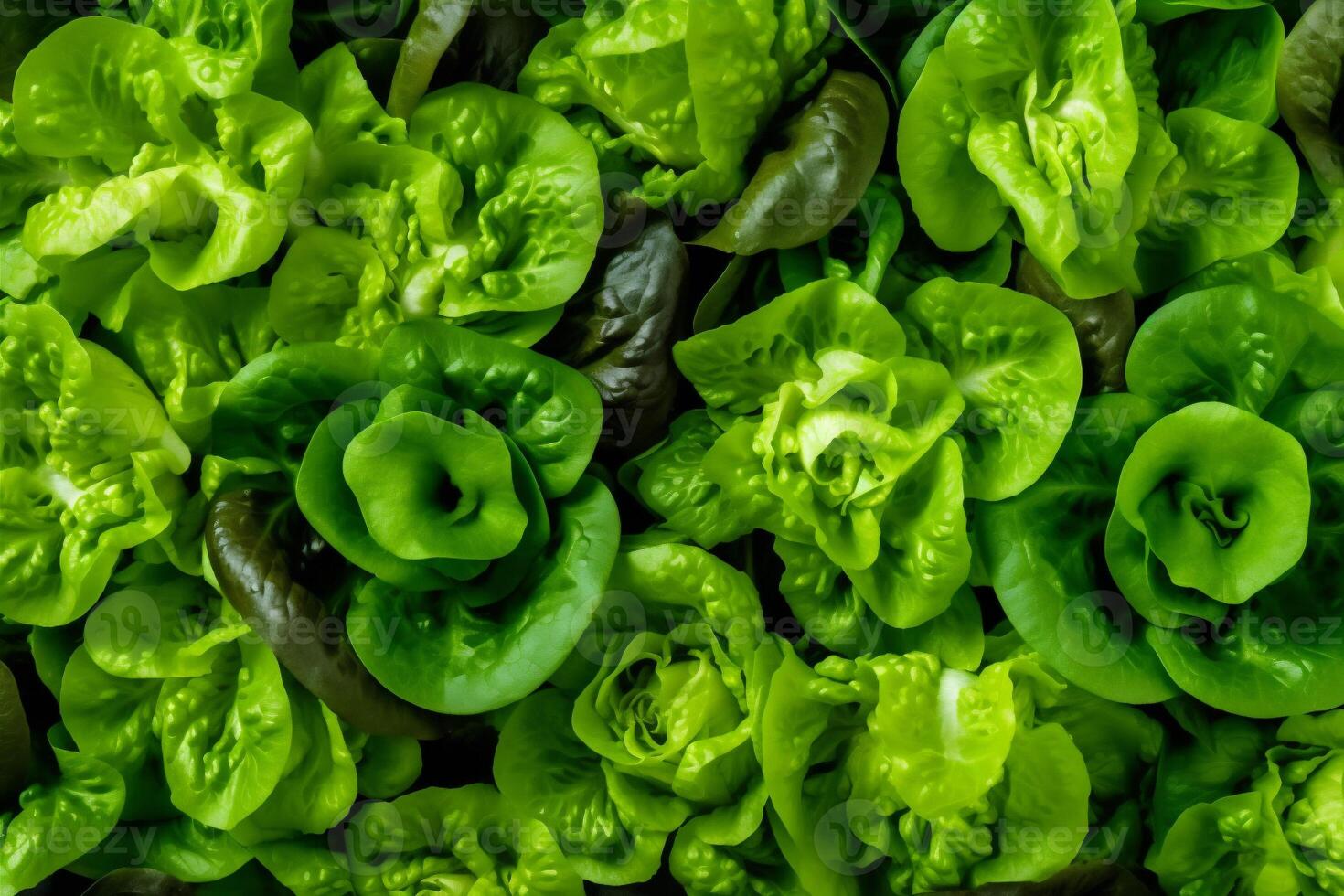 background food fresh diet dark salad green vegetable eating vegetarian healthy. . photo