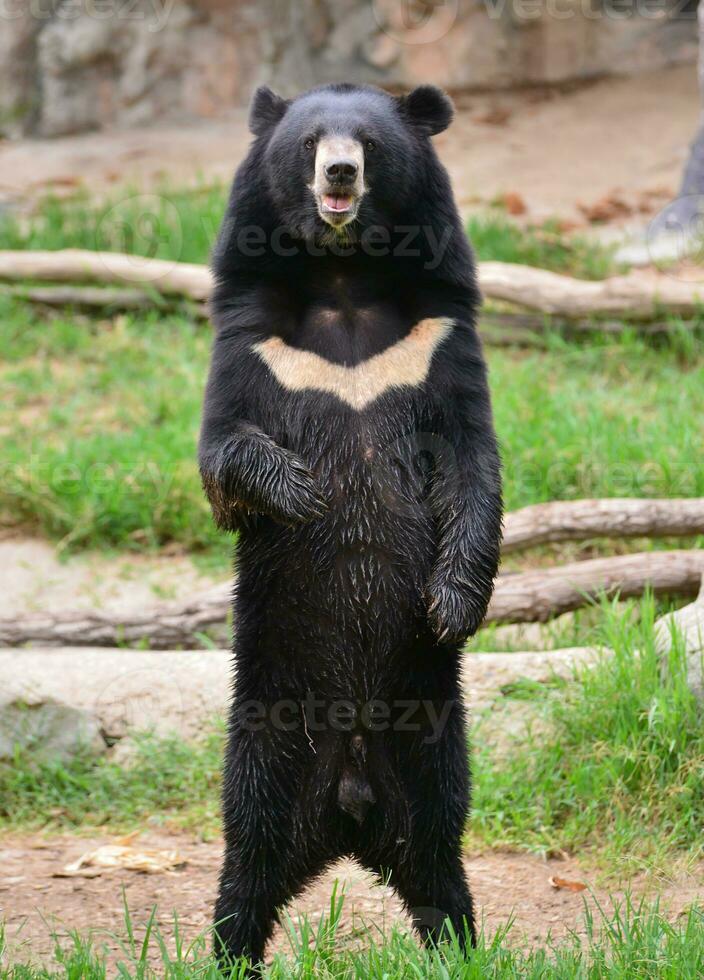 asiatic black bear photo
