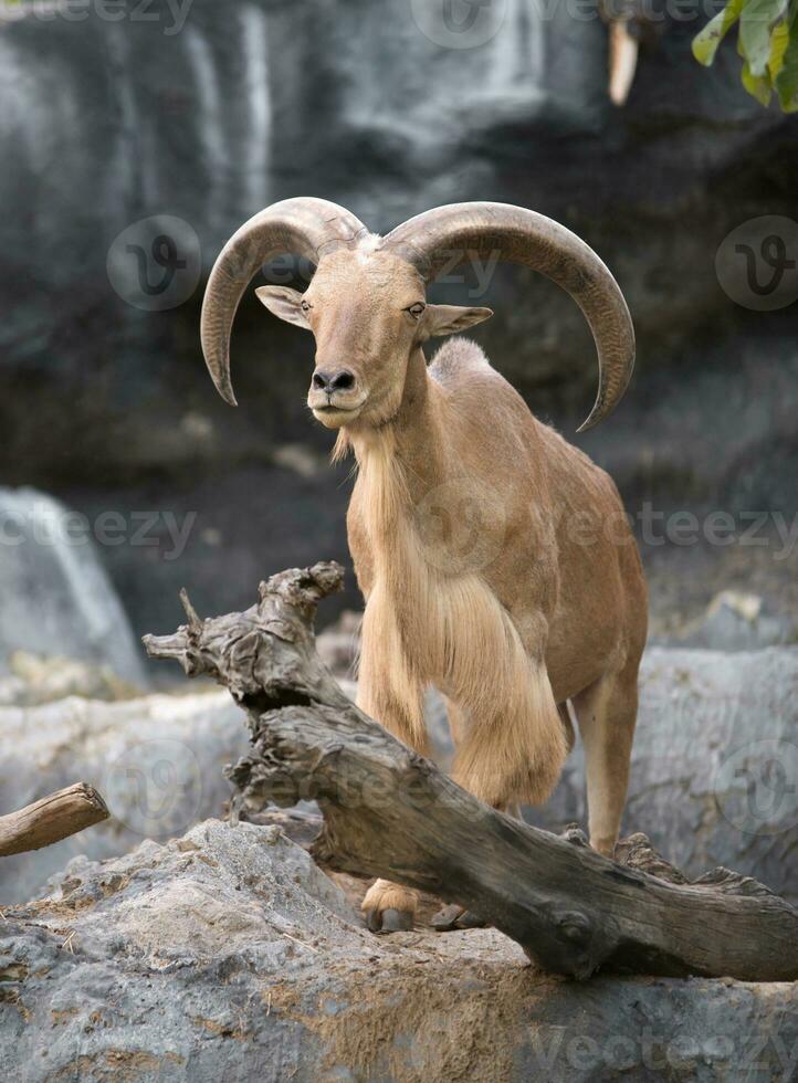 male Barbary sheep photo