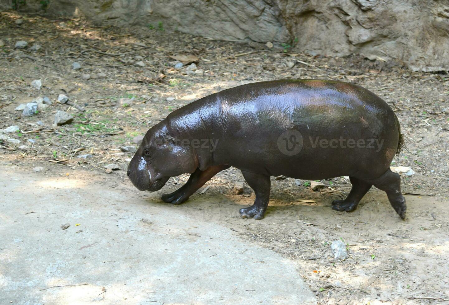 pygmy hippo in zoo photo