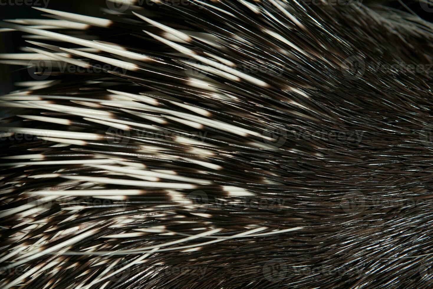 porcupine spine close up photo