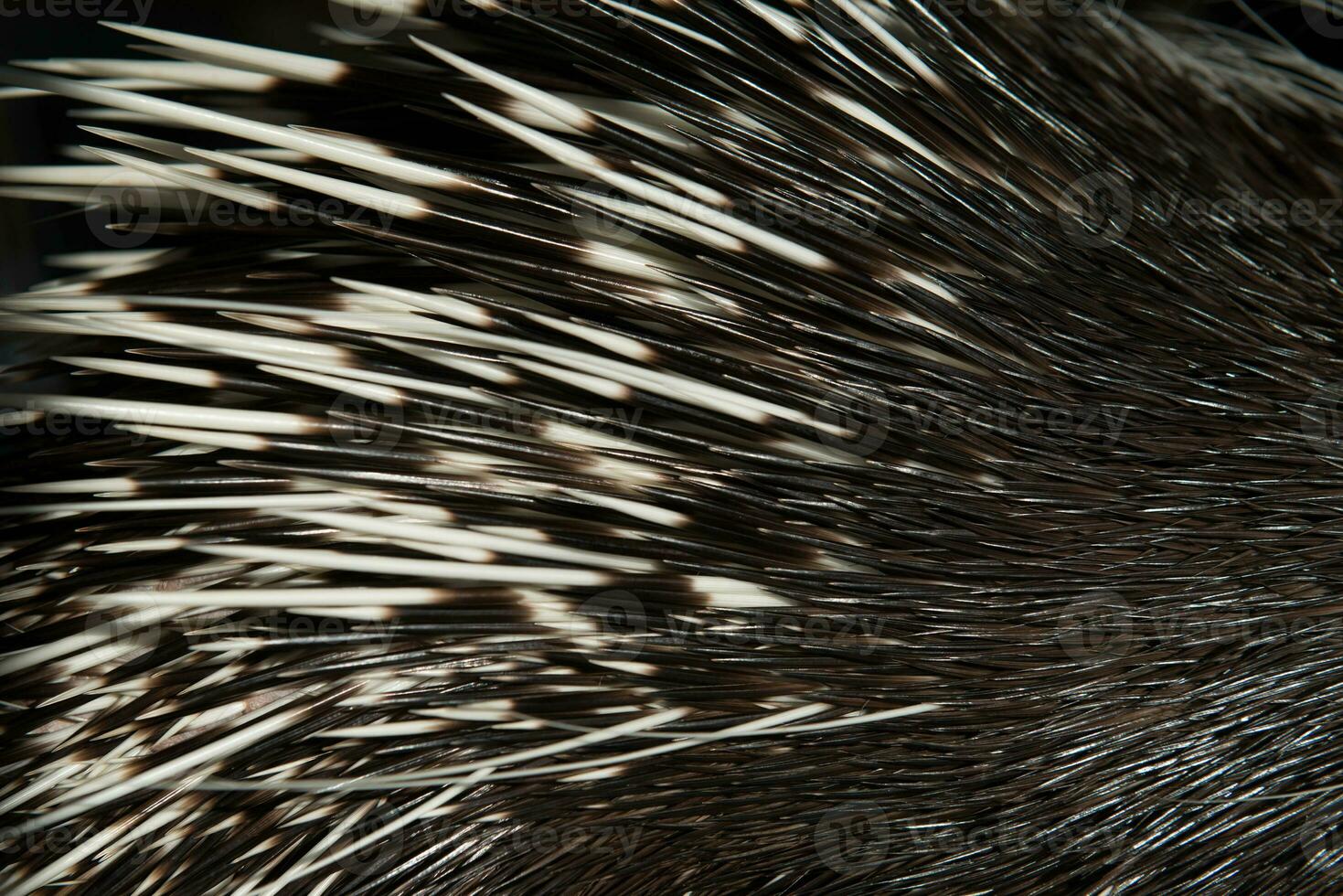 porcupine spine close up photo