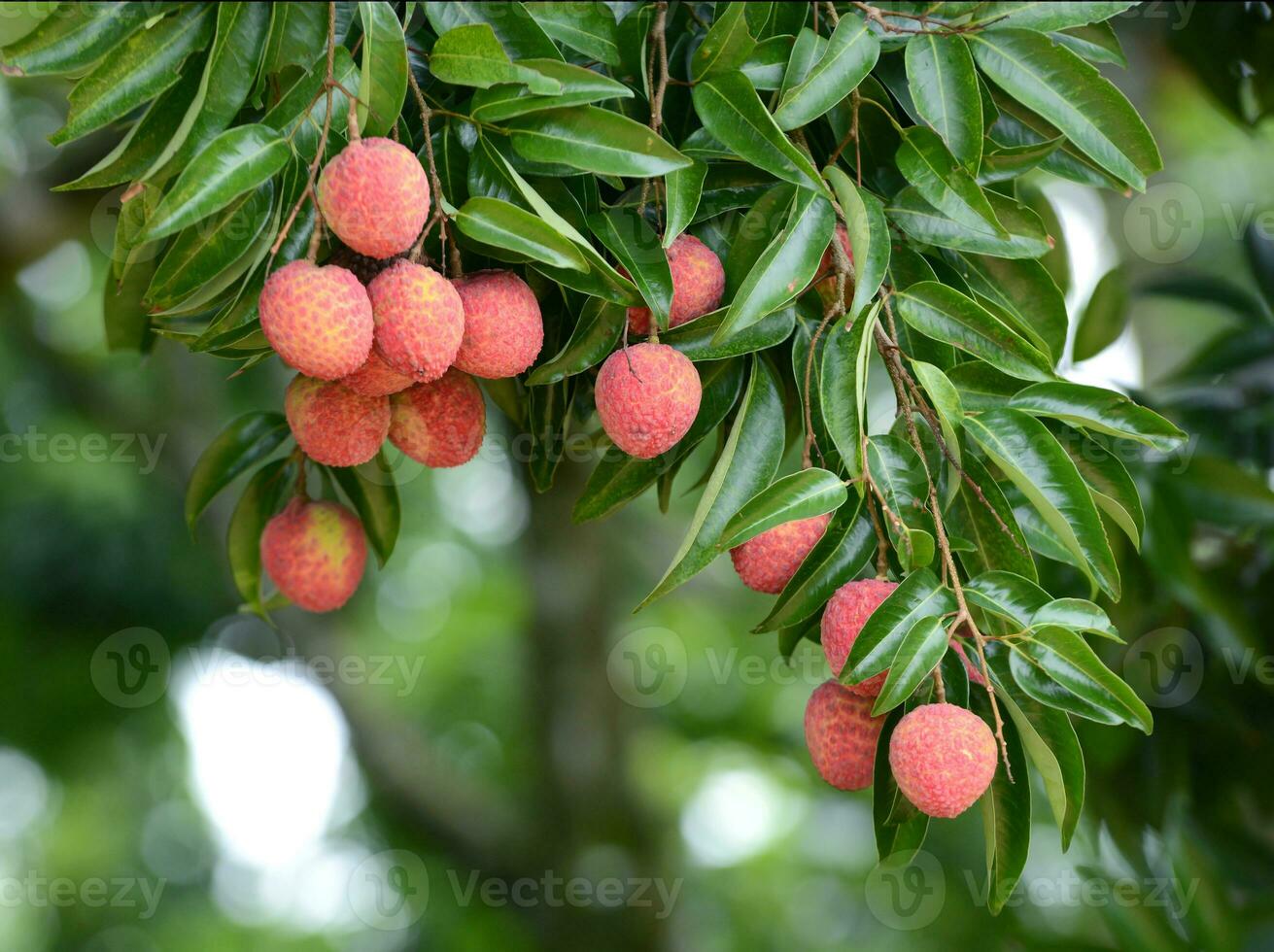 fresh lichi on tree photo