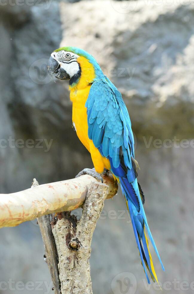 blue and yellow macaw photo