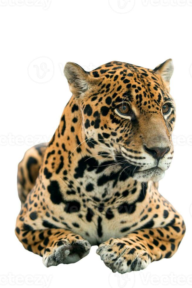 jaguar Panthera onca  isolated photo