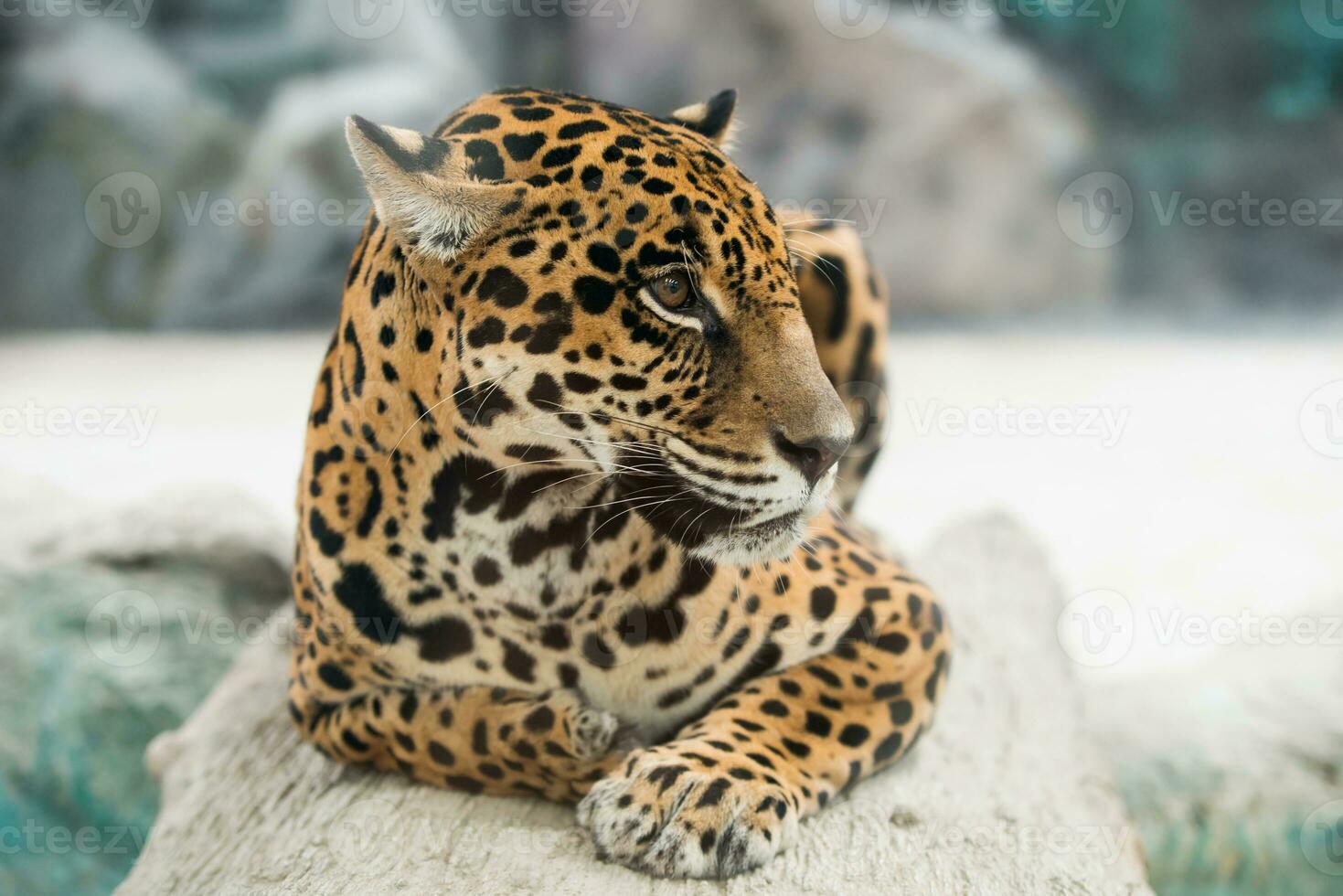 jaguar Panthera onca photo