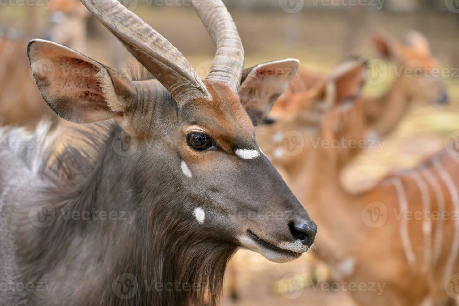 cerca arriba de hembra y masculino nyala cabeza foto