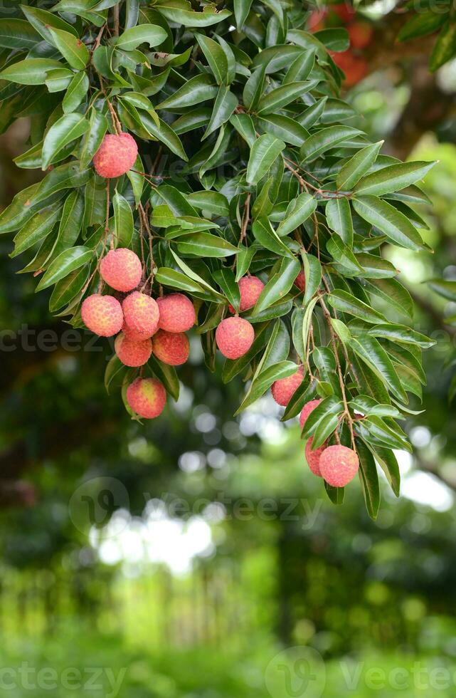 fresh lichi on tree photo