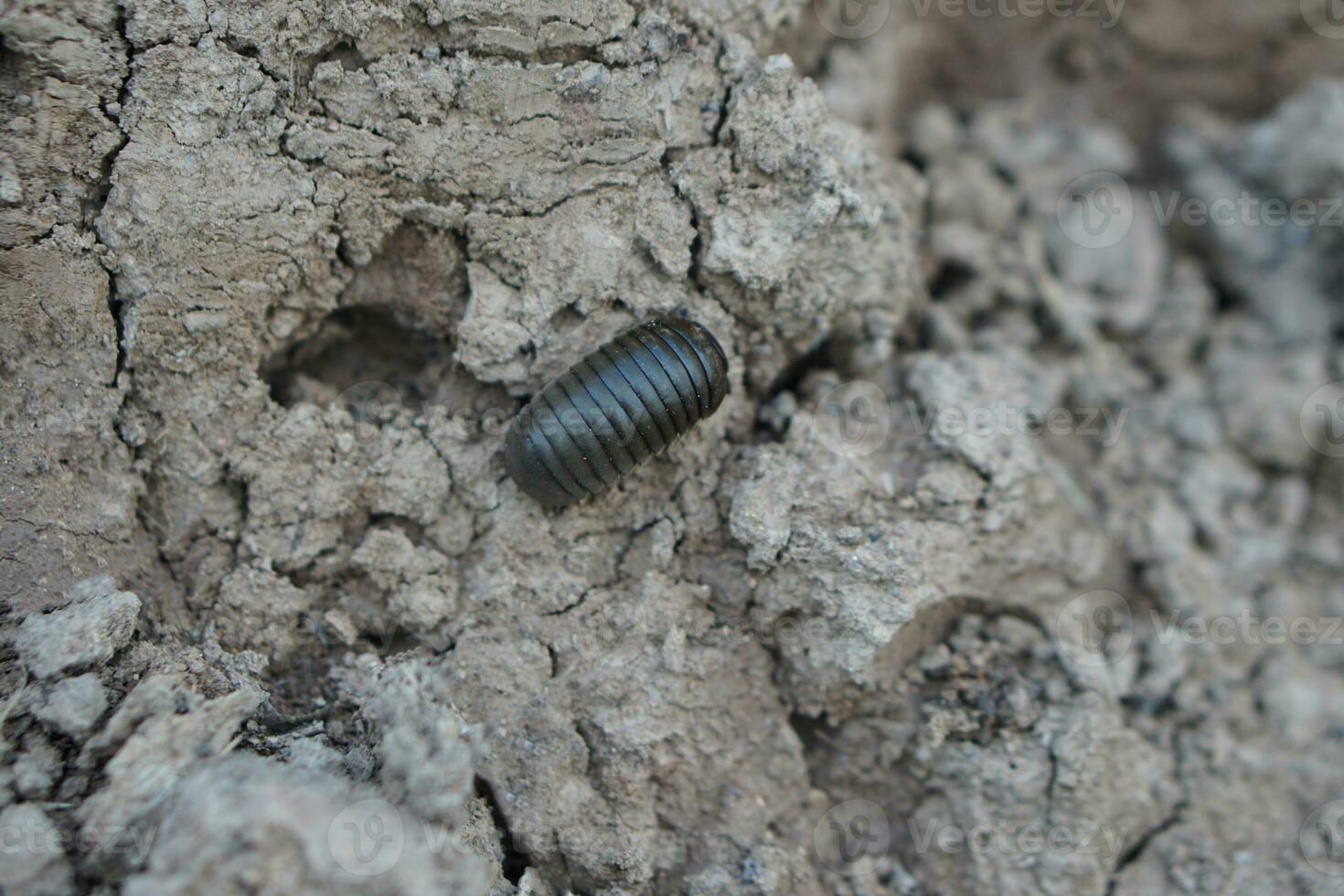 Selective focus on Glomerida insect or pill millipede worm, Oniscomorpha on soil ground. It will roll body to be round when we touch it. Concept, weird animal. wildlife. photo