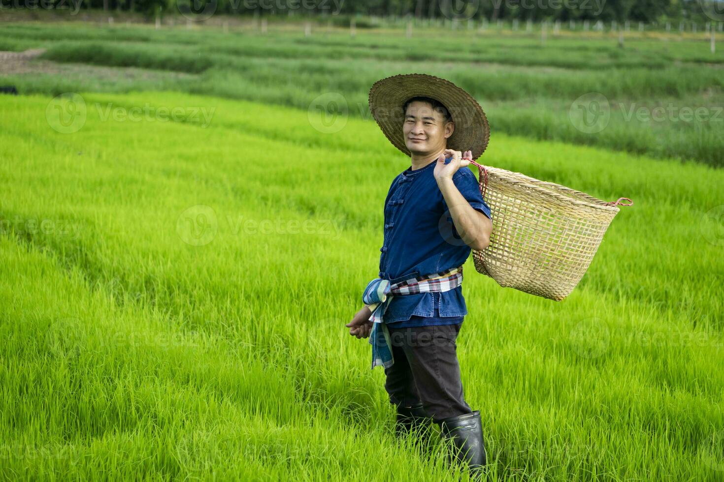 Asian farmer is  at paddy field, holds basket to get rid of grass or weeds in rice field by hands. Concept , Agricultural occupation. Organic farming. No chemical using. Use natural ways. Thai farmer. photo