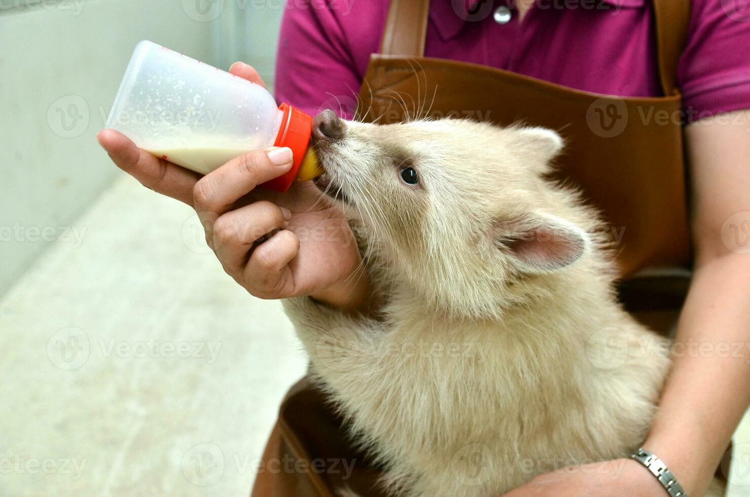 zookeeper feeding baby albino raccoon photo