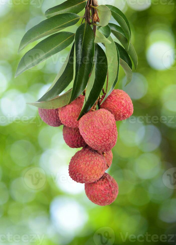 fresh lychee on tree photo