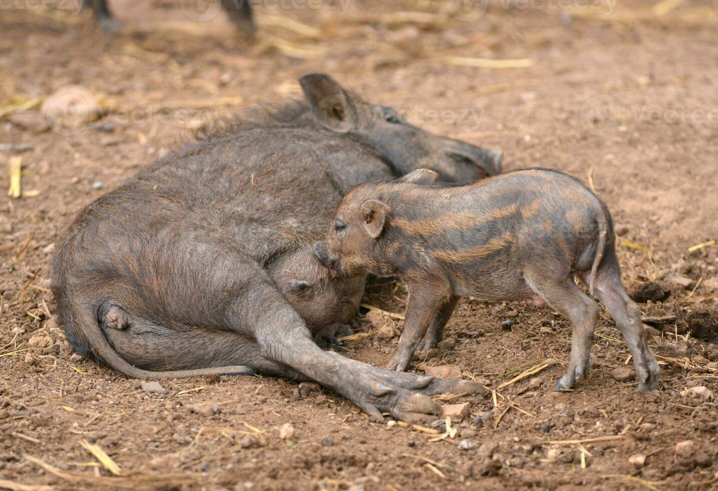 wild boar feeding their baby photo