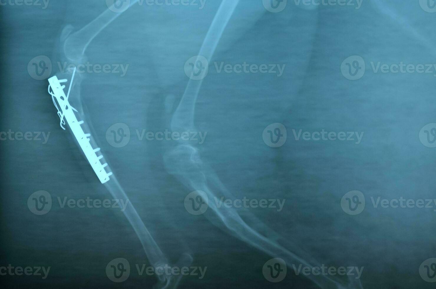 x ray picture of wild animal photo