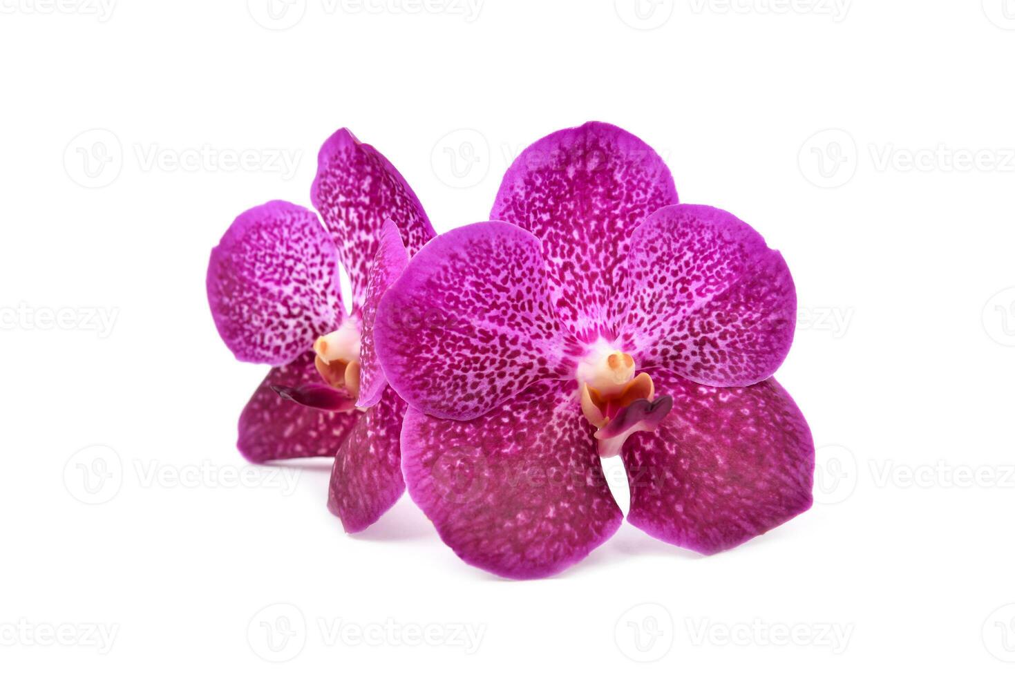 hermosa floreciente orquídea foto