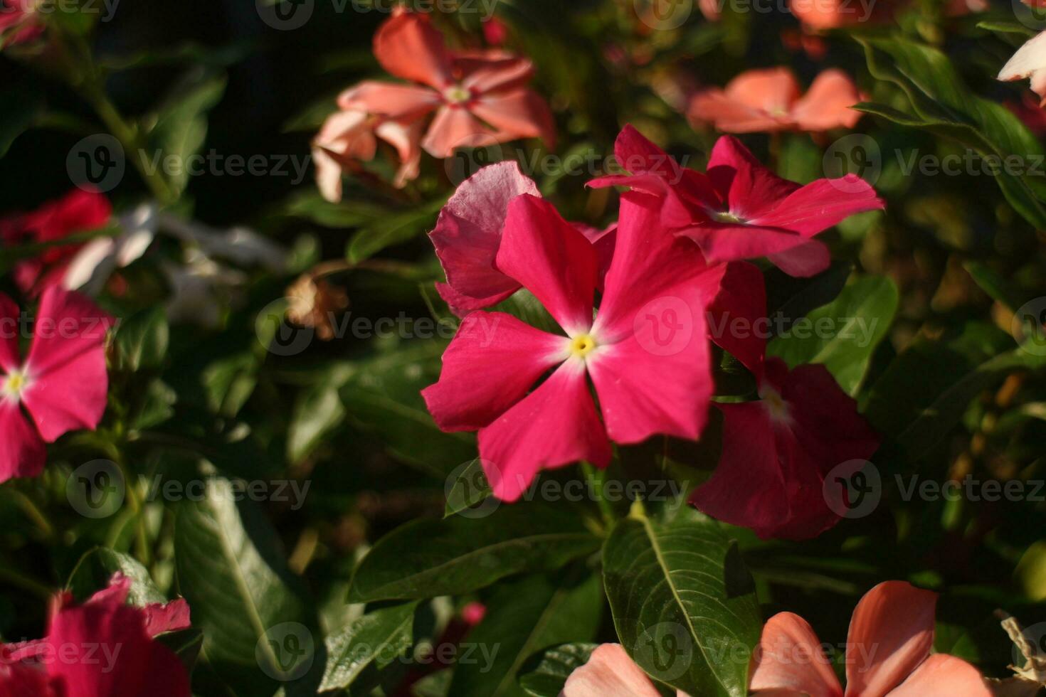 Pink Flower Background photo