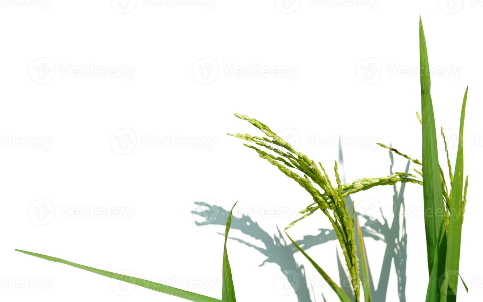 Rice Stalk on White Background photo