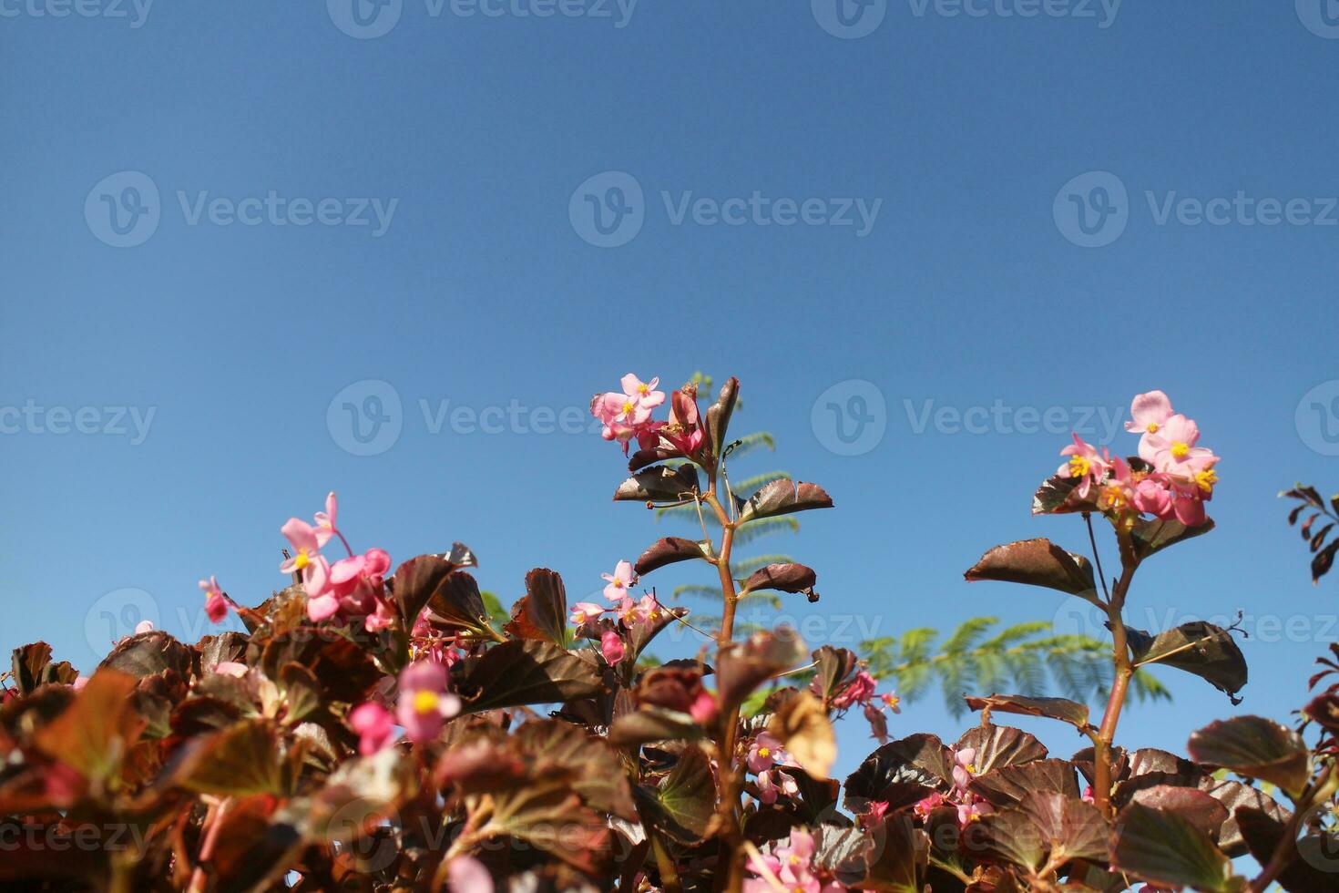 Pink Flower Background photo