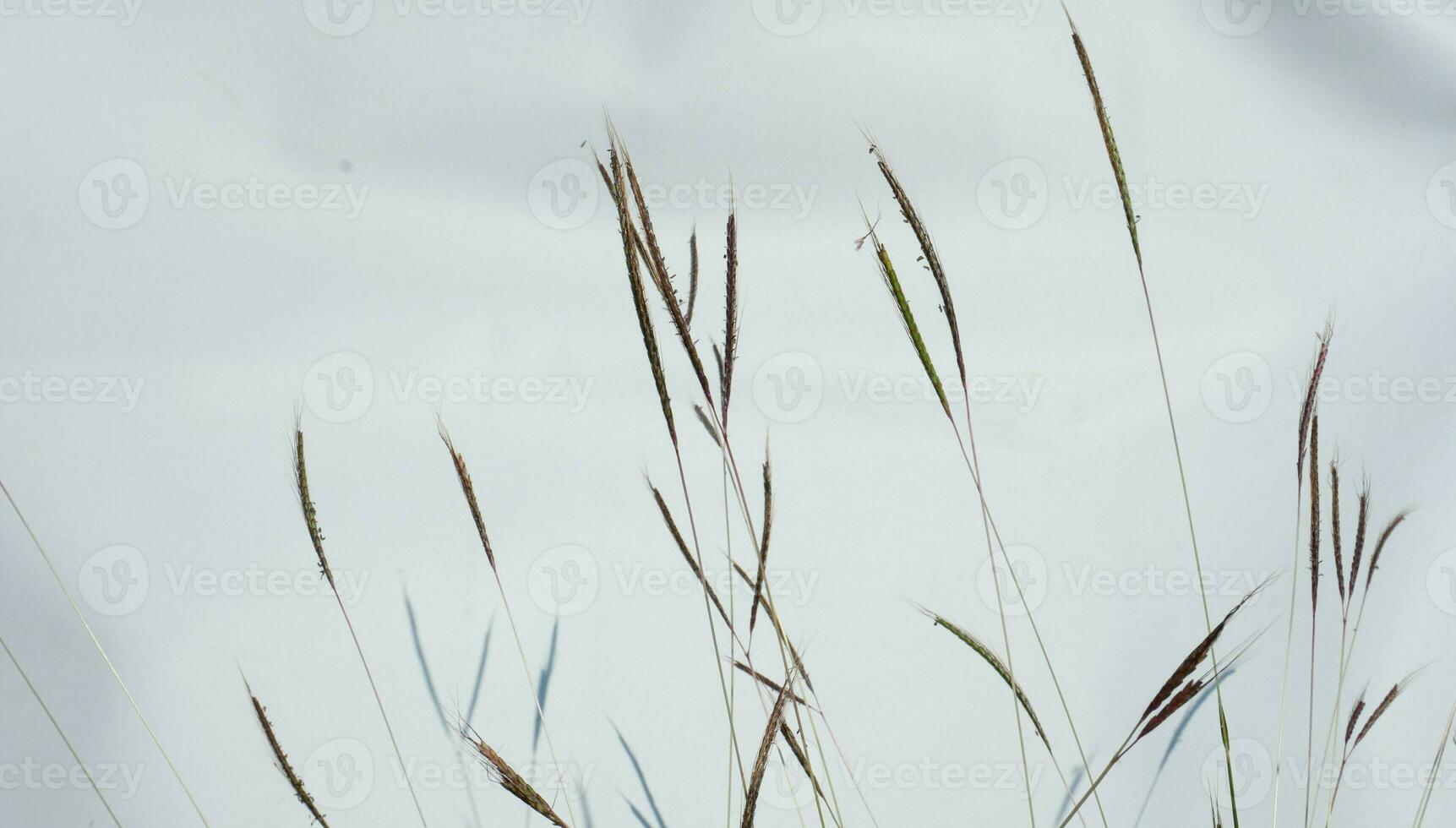 Plant Cloudy Background photo