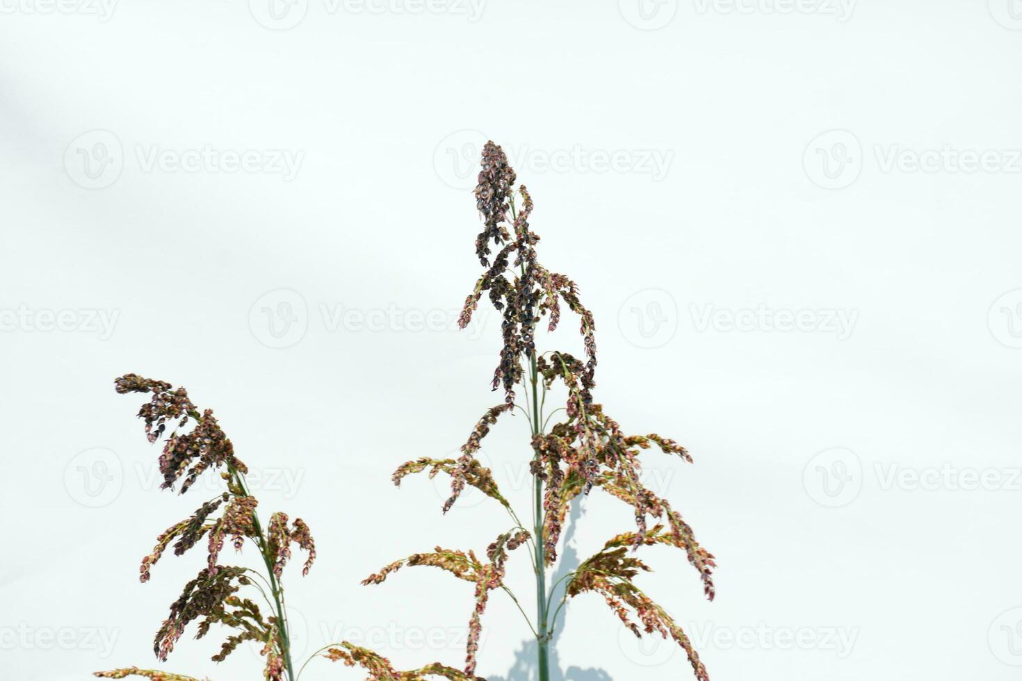 Plant White Background photo
