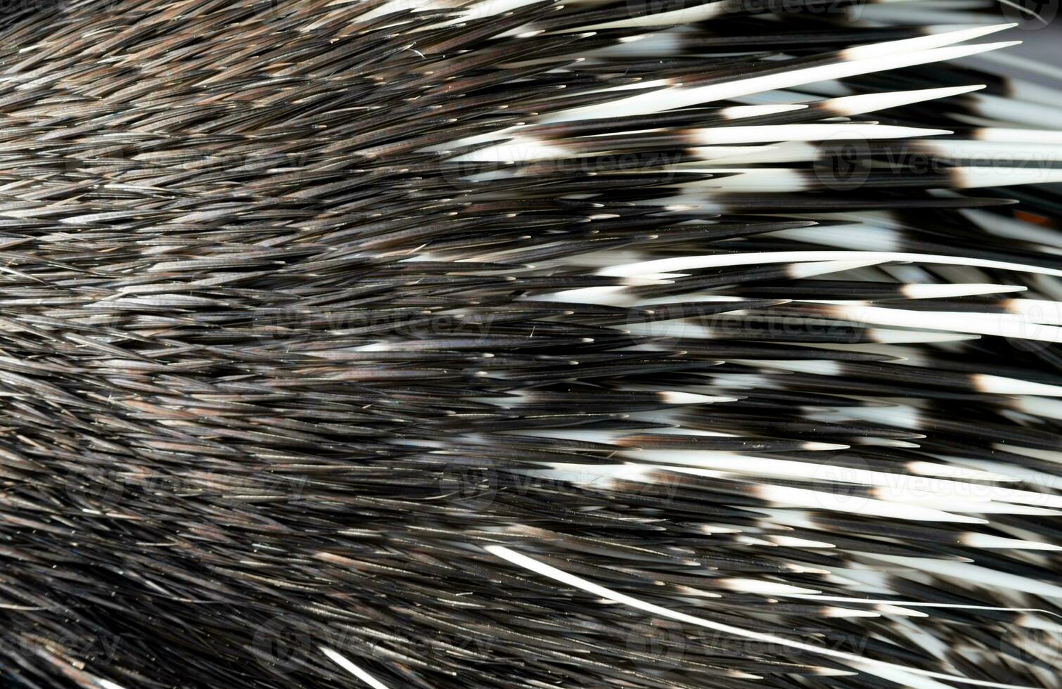 porcupine spine close up photo