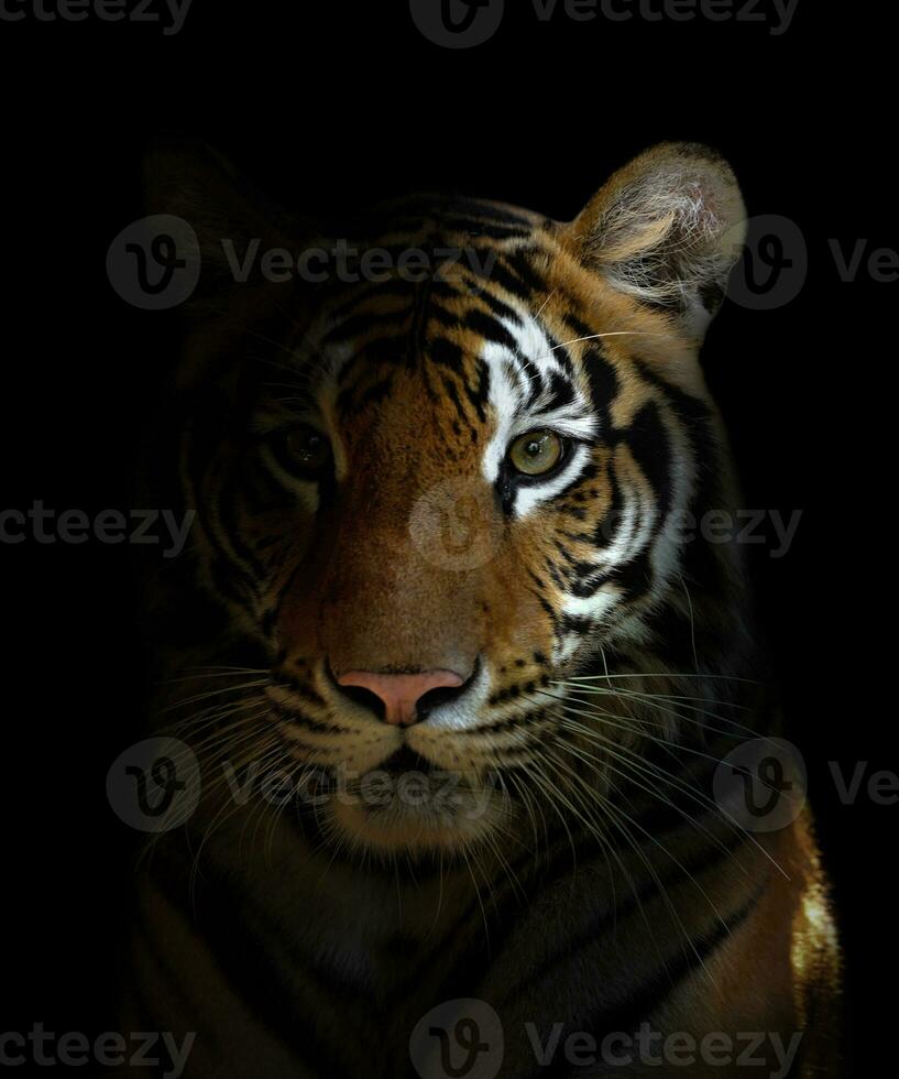 bengal tiger head photo