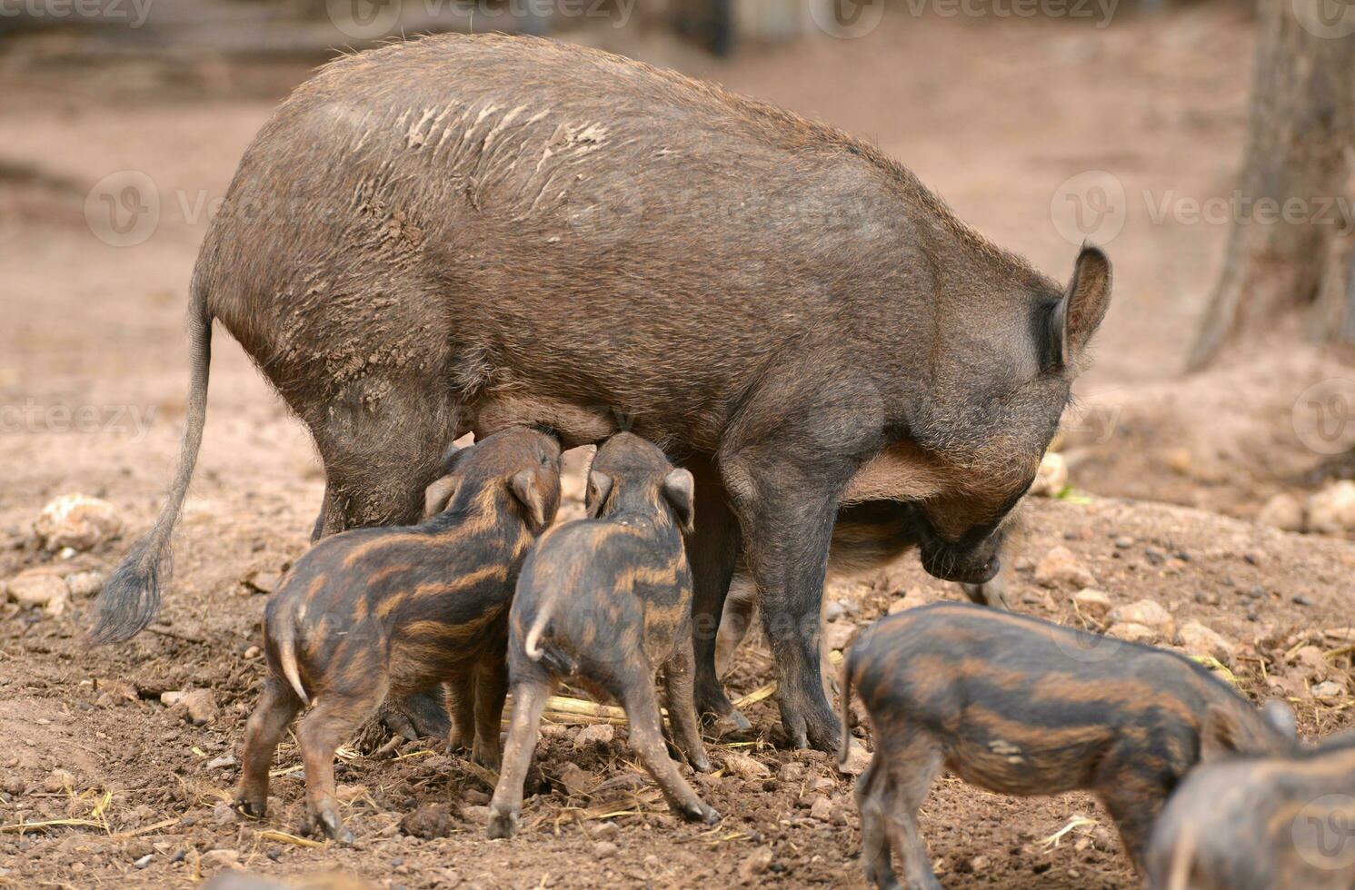 wild boar feeding their baby photo