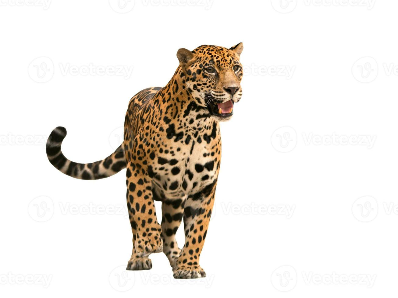 jaguar  panthera onca  isolated photo