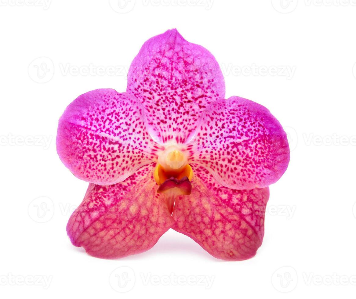 beautiful blooming orchid photo