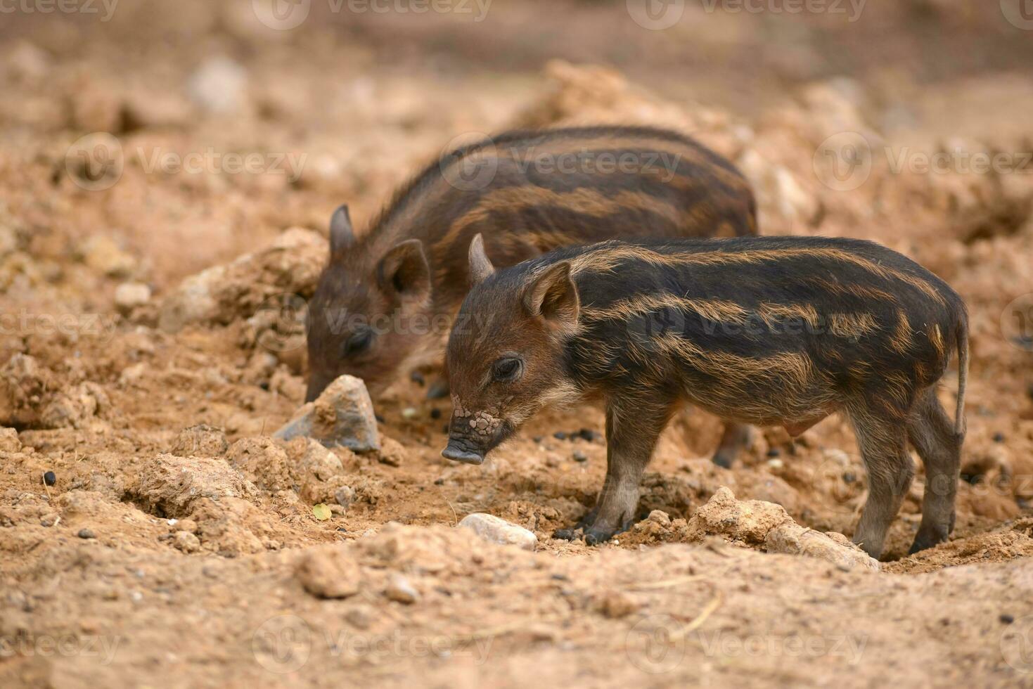 baby wild boar photo