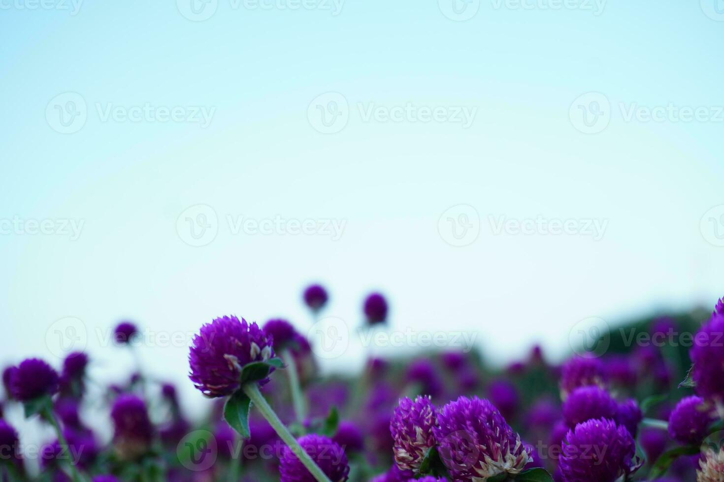 Purple Flower Background photo