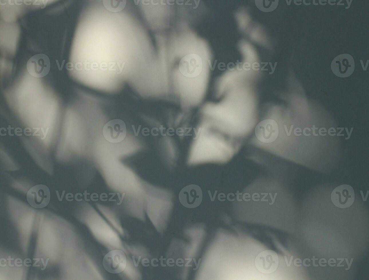 Aesthetic Natural Shadow Background photo