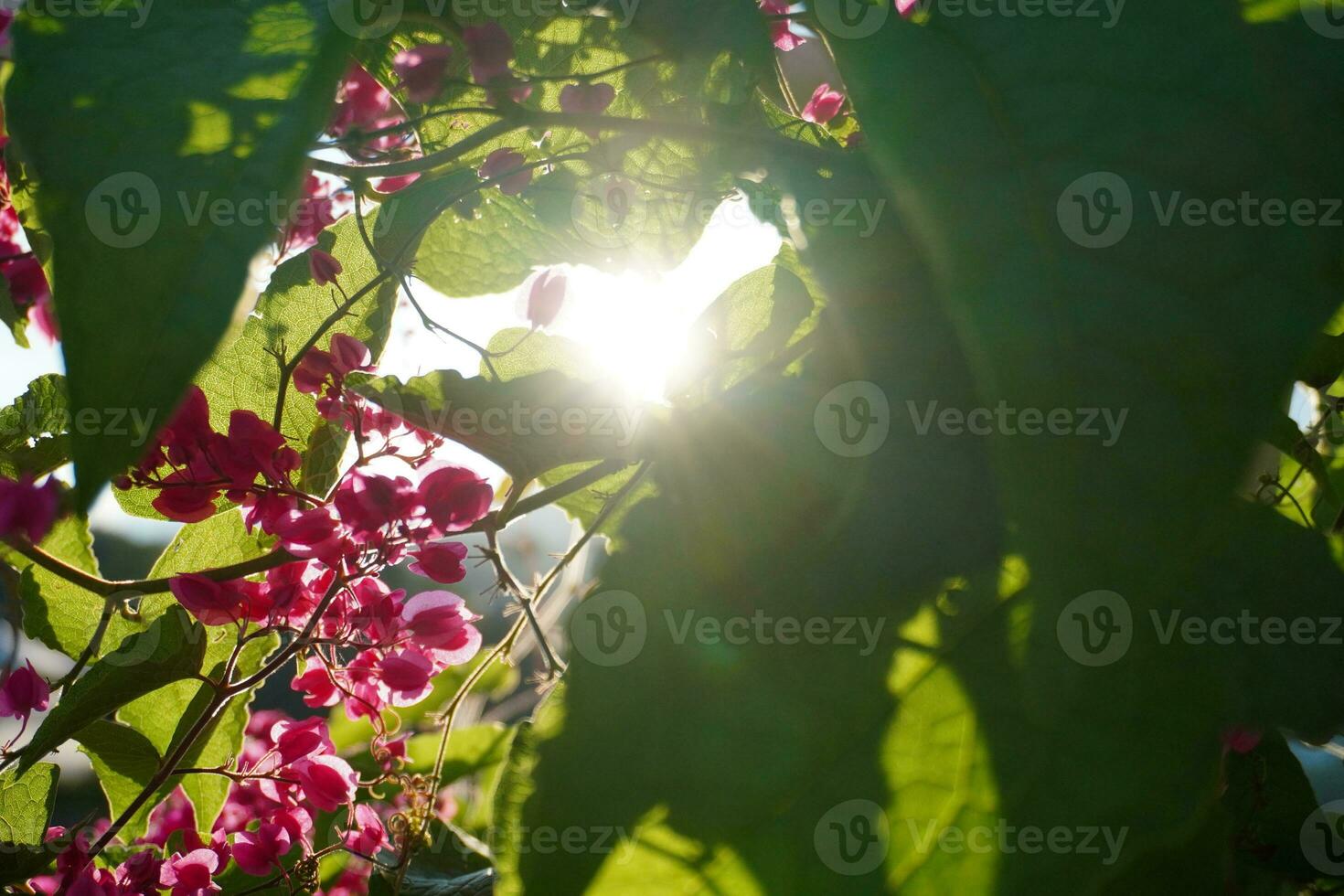 Flower Background Sunlight photo