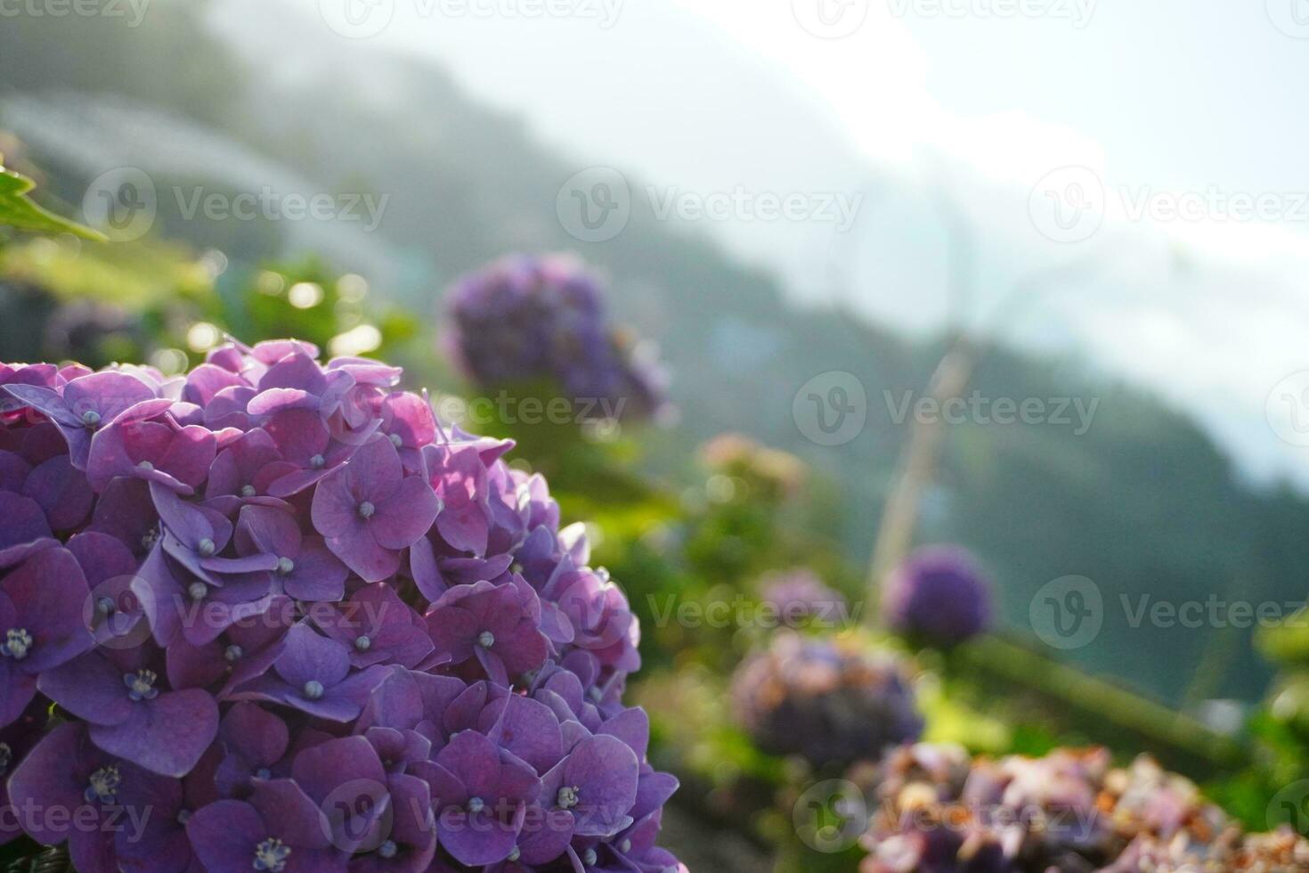 Purple Flower Background photo