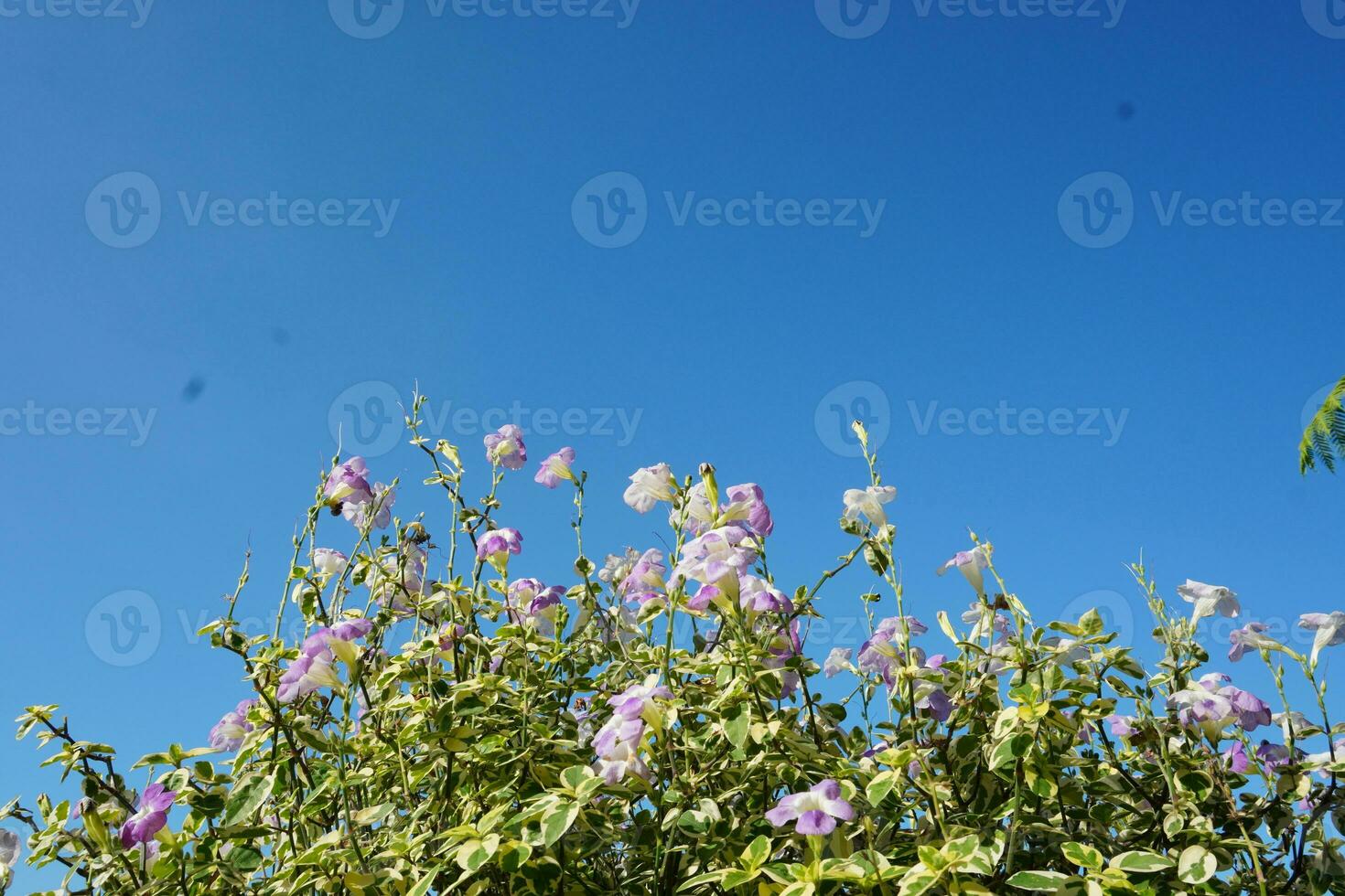Pink White Flower Background photo