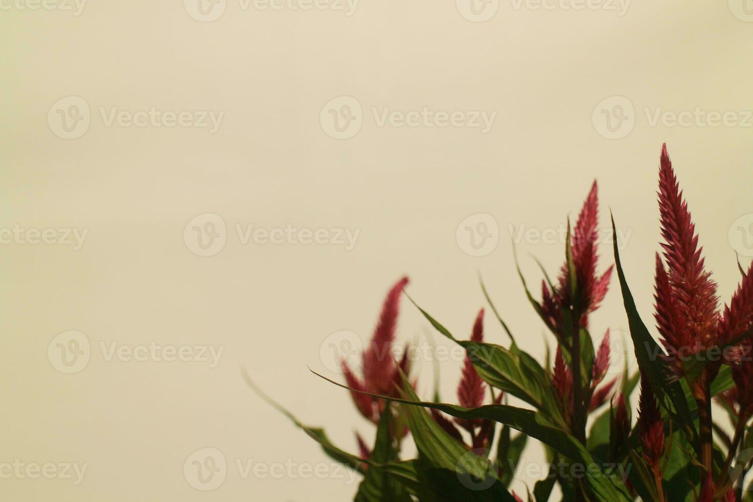 Flower Gray Background photo