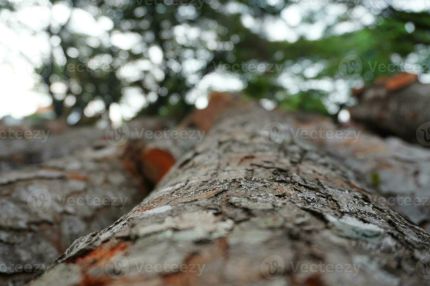 Up View Logs Wood and Blurry Bokeh photo
