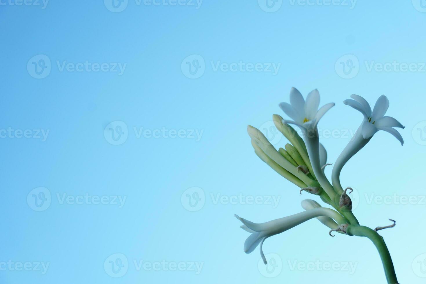 Blue Flower Background photo