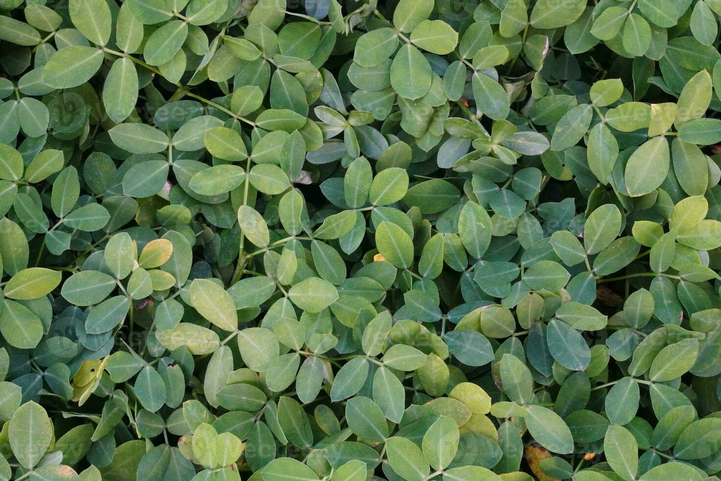 Green Plant Background photo