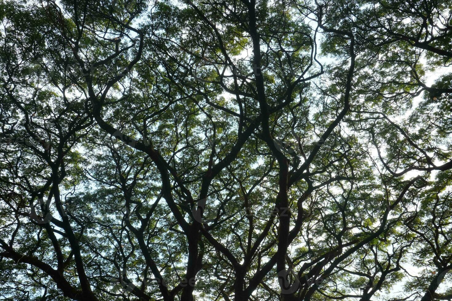 View From Below Of Tree Background photo