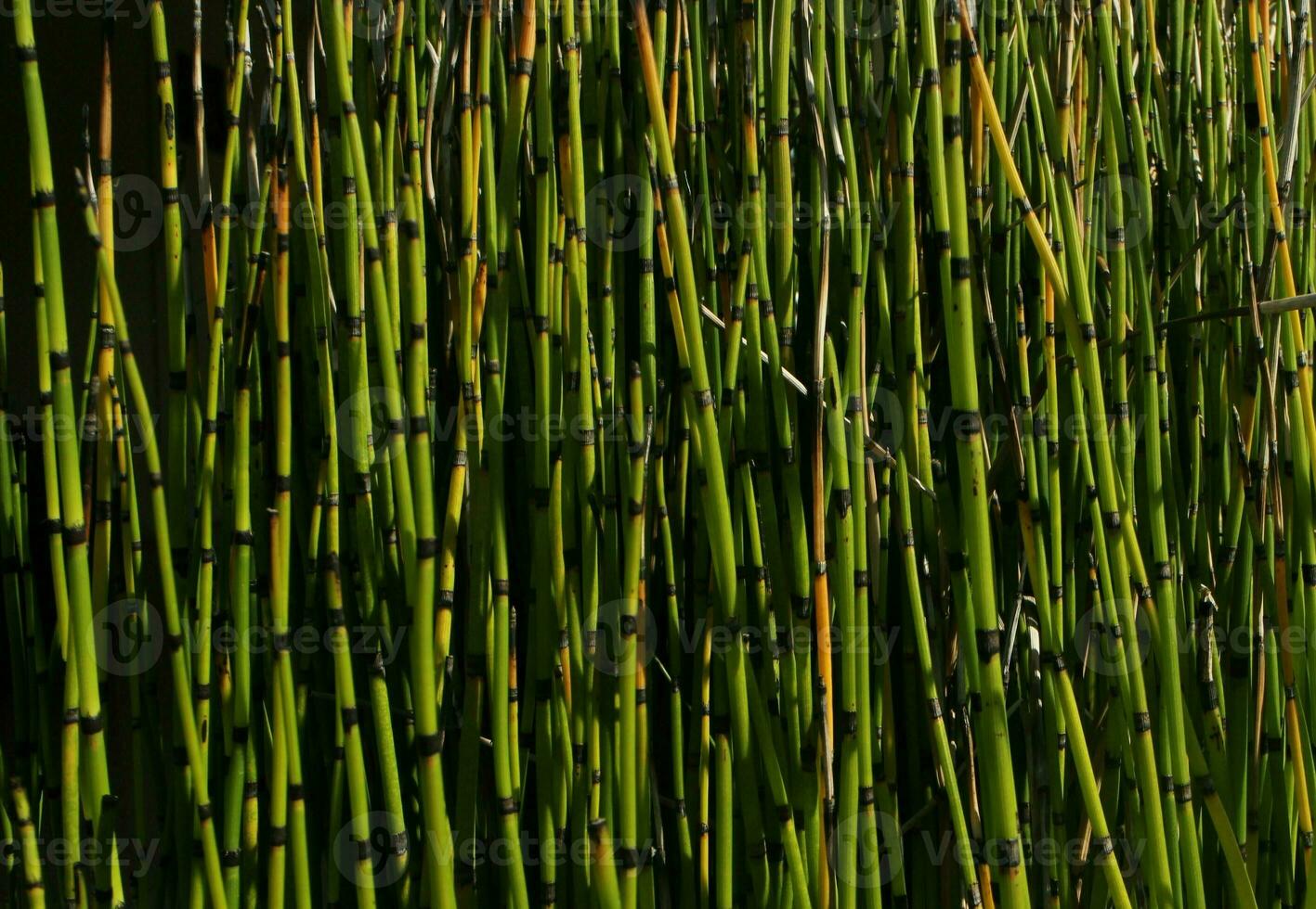 Green Plant Background photo