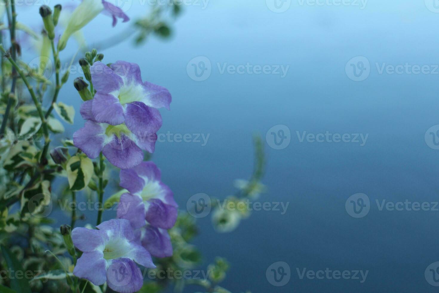 Purple Flower Background photo