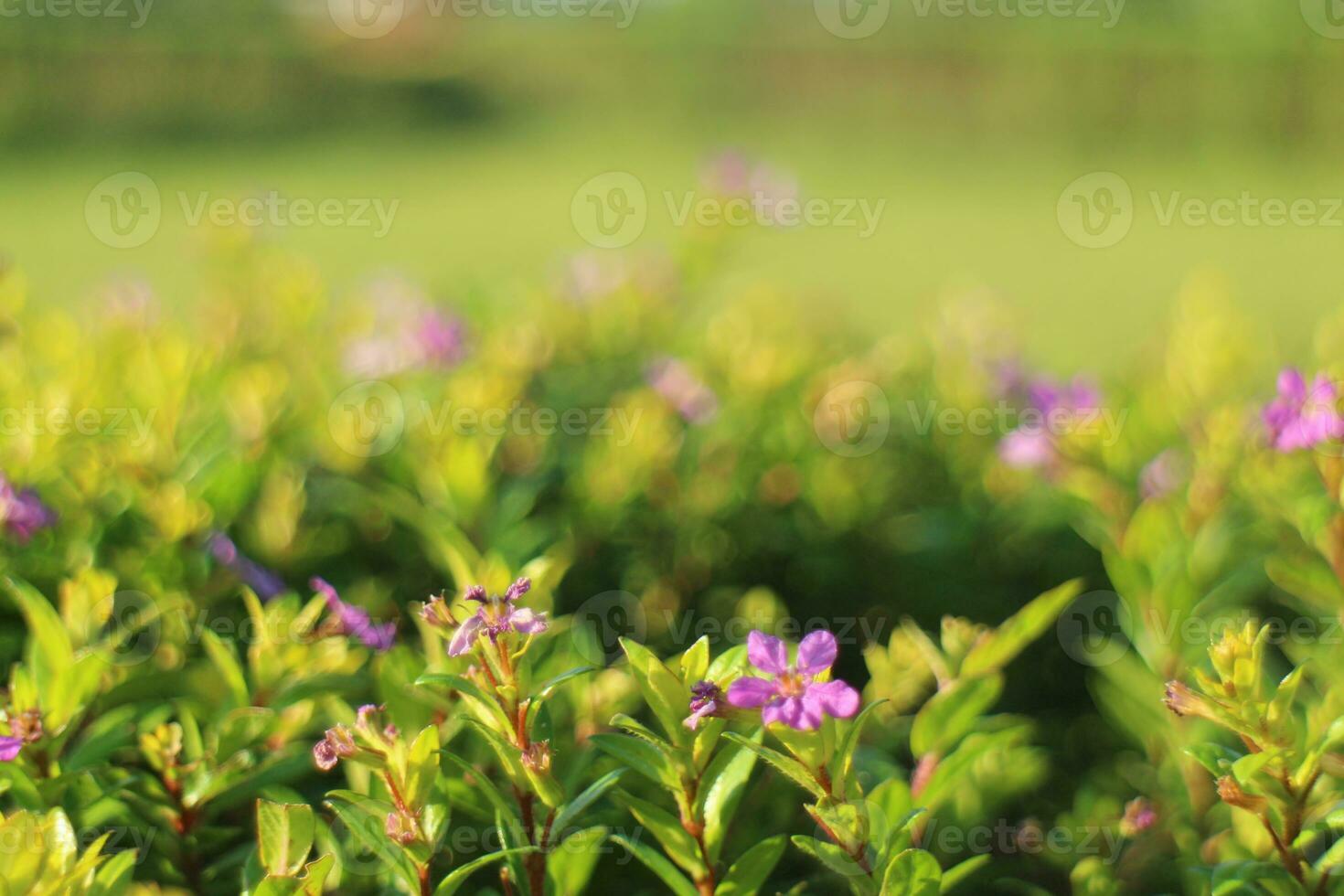 Purple Flower Background photo