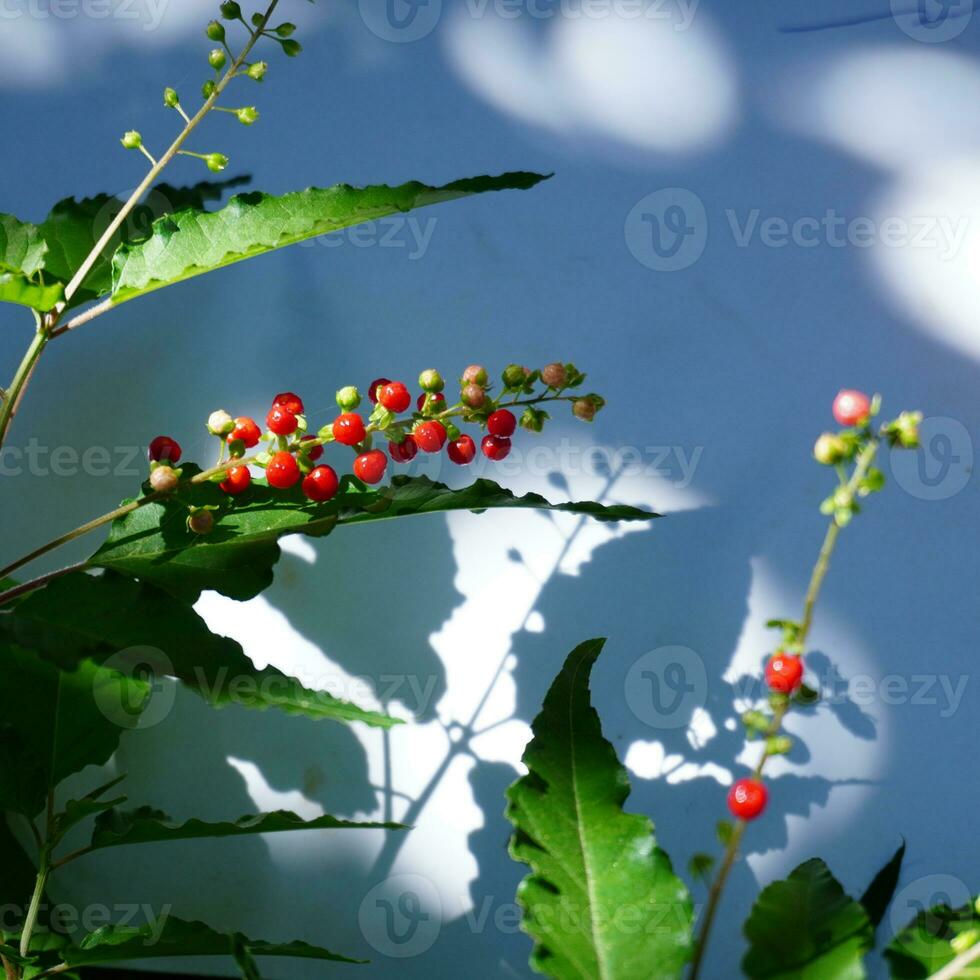 Plant Shadow Background photo