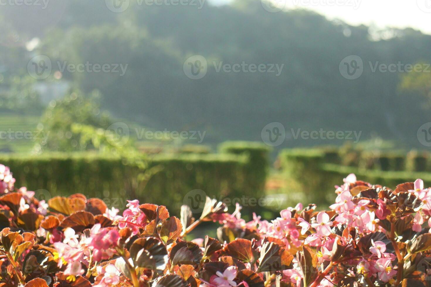 Pink Flower Background photo