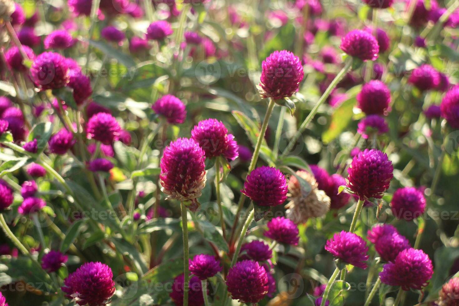 Purple Flower Background photo