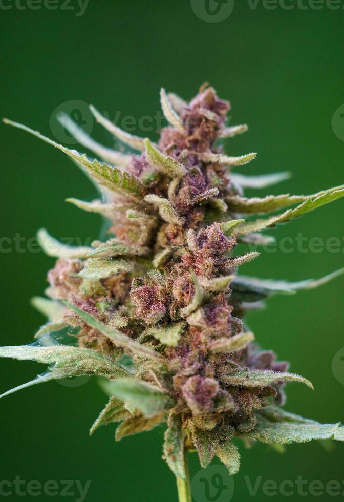 Close up of flowering cannabis plant photo